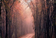 DeepseekV4预览版本发布！